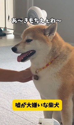飼い主に撫でてもらう柴犬