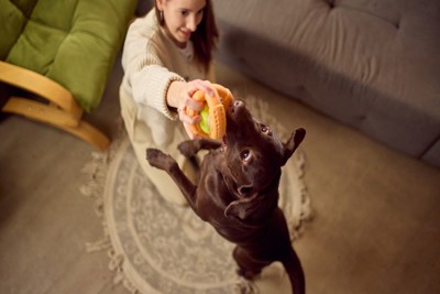 おもちゃで遊ぶ犬と女性