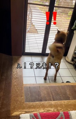 お兄ちゃんに気付いたごんちゃん