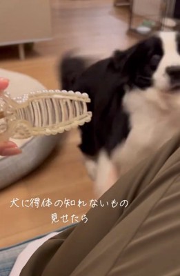 白目をむくワンコ