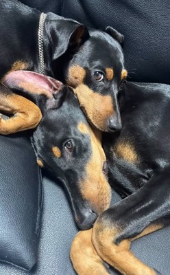寄り添う小型犬と大型犬