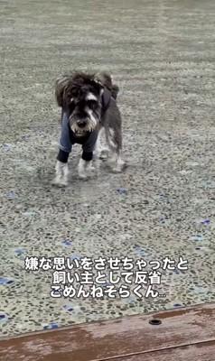 初めてプールに入ったそらまめ君5