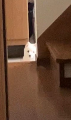 ゆで卵をむいた時のベラちゃん6