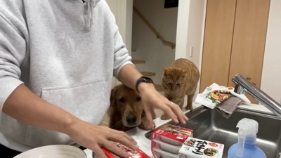 よもぎちゃん&だいず君の納豆への反応