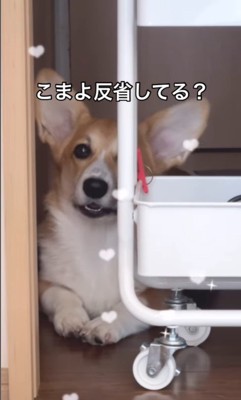 イタズラを反省するこまよちゃん4