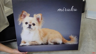 フォトパネルを飾った時のみるくちゃん3