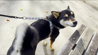 飼い主のことを横目で見る犬