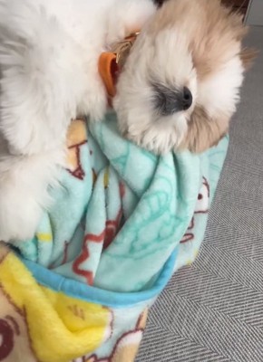 眠った琥珀くん