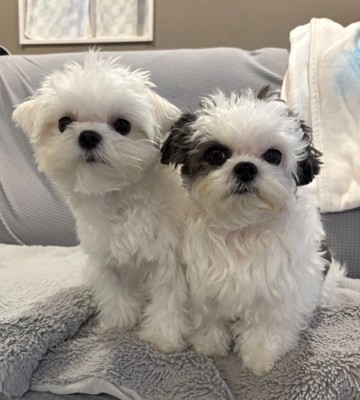 ライスくん＆ハラミちゃん