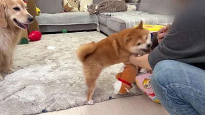 押し倒されちゃった!!