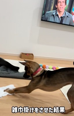 雑巾掛けする犬