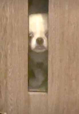悲しそうに見つめる犬
