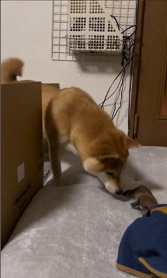 赤ちゃん犬が脱走した時のまめちゃん8