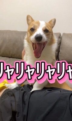 笑顔のコーギー