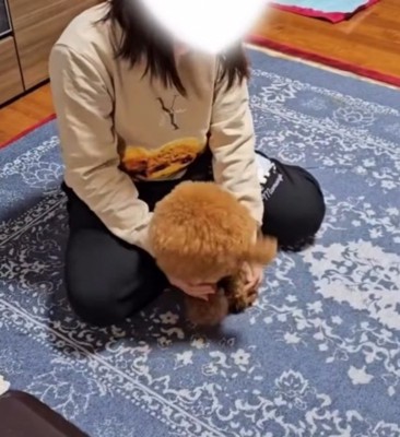 犬を優しく撫でてあげる飼い主