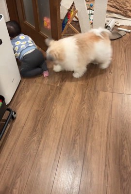 赤ちゃんを守る小太郎くん3