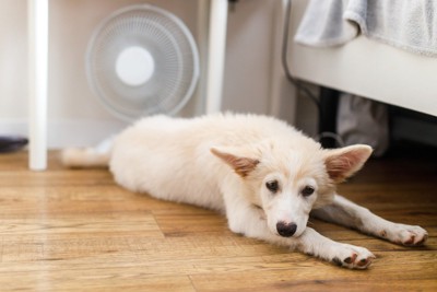 扇風機の前に寝そべる犬