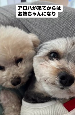 アロハちゃんの姉に!