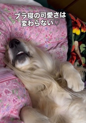 2年後のブランくん3