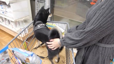 震え始めました!