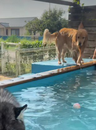 犬用プールへ行ったら…