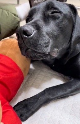 ブラッシングされる大型犬