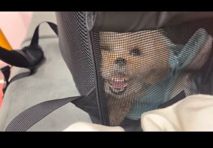 衝撃の顔のらなちゃん4