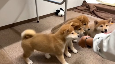 おやつを食べる4匹の子犬