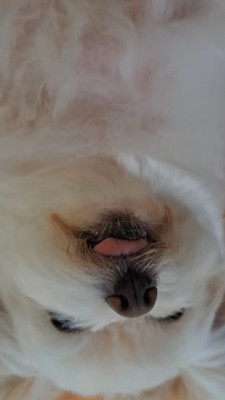 舌をしまい忘れた犬の顔