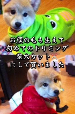 毛が伸びたらイメチェンも♪