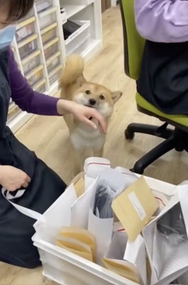 愛されているハクくん