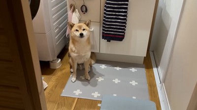 お風呂の前で座る犬