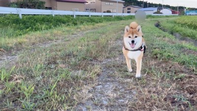 朝から元気