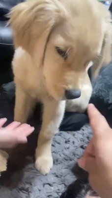 飼い主の指示を受ける子犬