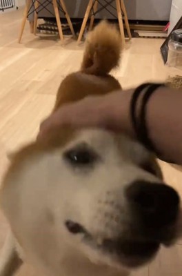 撫でられる甚八くん