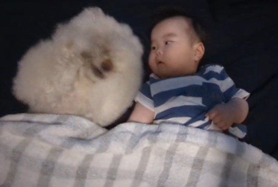 自分の顔を前足で擦る犬