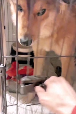 ラッキーくんの態度の違い2