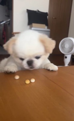 ボーロを食べたいワンコ3