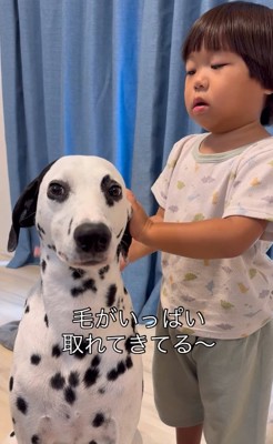 大型犬のブラッシングをする子供