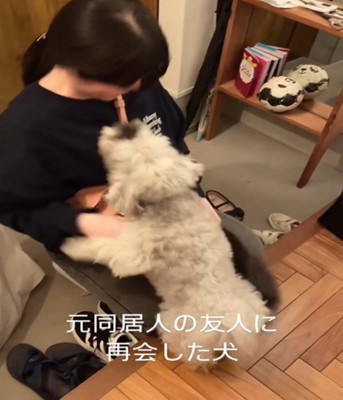 顔を見上げる犬
