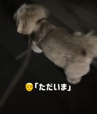 歩く犬1