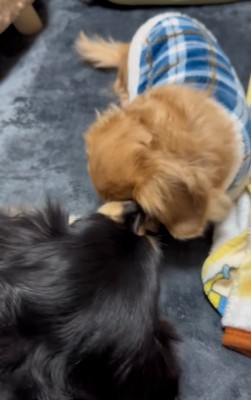 なすがままのピースちゃん