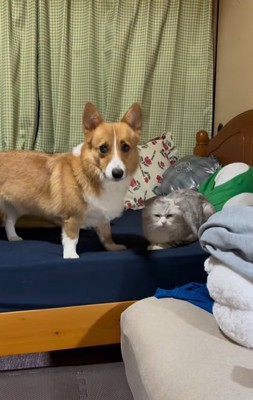 ドヤ顔のコーギー