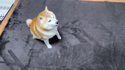 お座りの体勢に