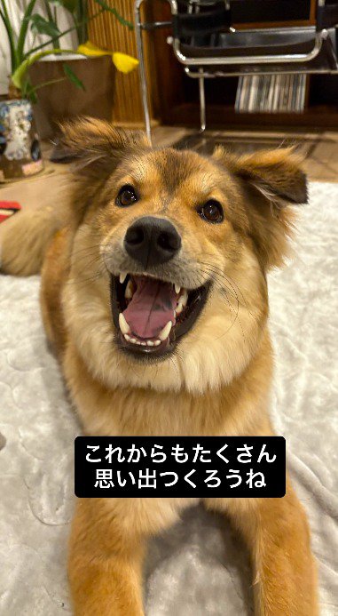 笑顔でカメラを見つめる犬
