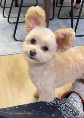 飼い主の顔を見つめながら耳を広げる犬