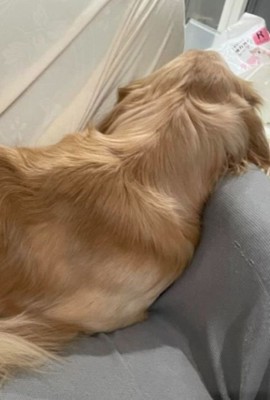 お手々を隠すそい君