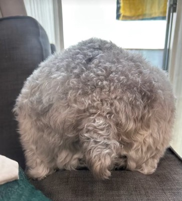 小型犬のしっぽ