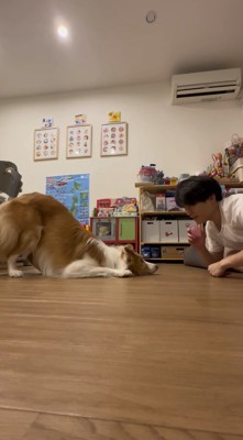 ふせの状態からお尻を上げる犬