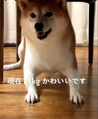 ちょっぴり求心顔